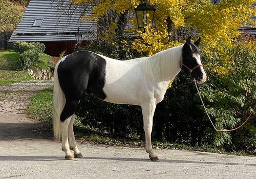 Henry - Paint Horses