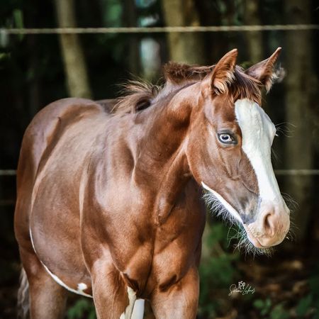 Our horse: I MADE U LOOK