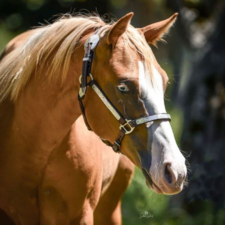 Our horse: RUF N ROSES