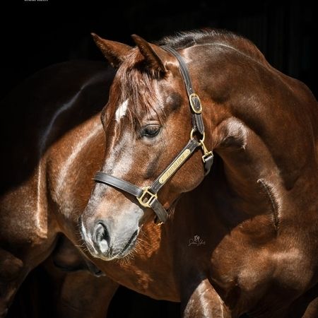 Our horse: RUF N RESOLVE