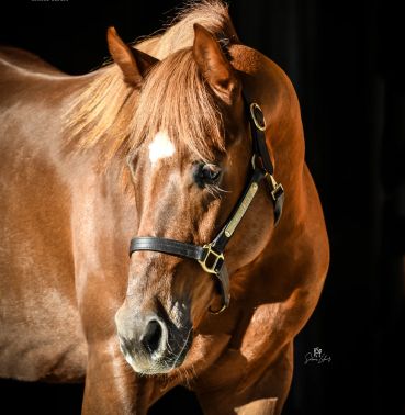 A close-up of one of our horses