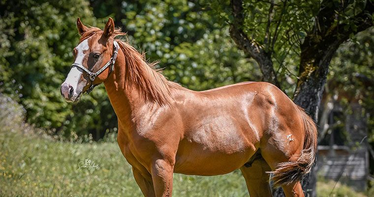 Braunes Pferd vom Zeidelhof