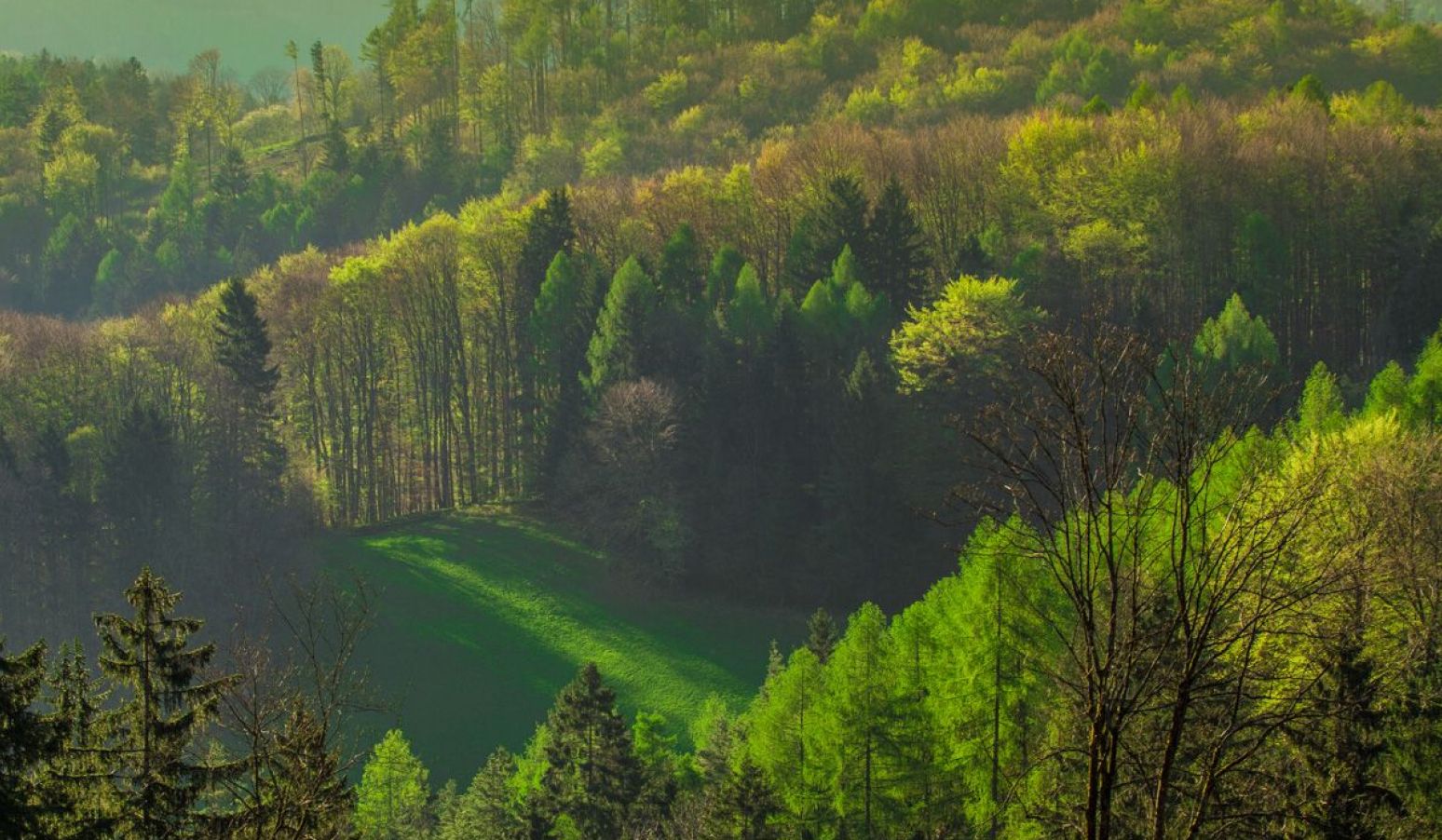 Photo of a mixed forest