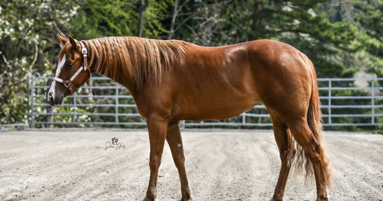 Braune Zuchtstute auf einer Koppel vom Zeidelhof